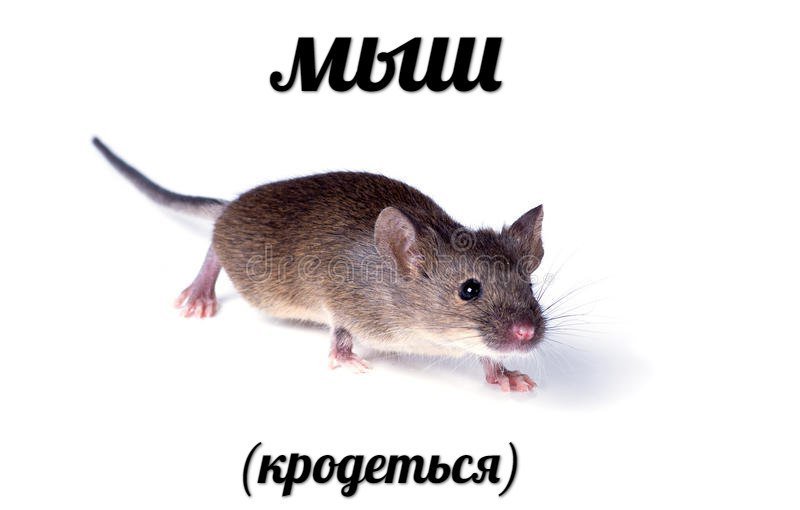Мыш (кродеться)